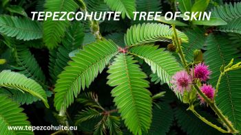 The origin of the Tepezcohuit tree