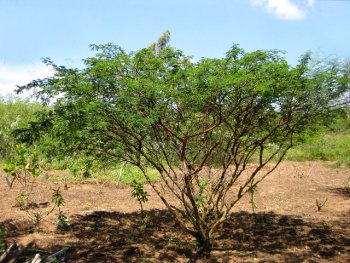 The origin of the Tepezcohuit tree